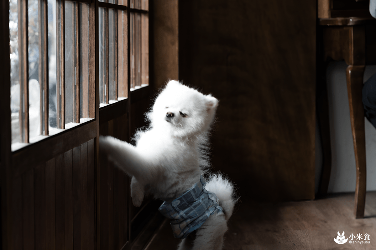 小犬咖啡店|自在溫度。內有小萌犬|台中咖啡廳推薦|東區老屋甜點 - 第10張圖
