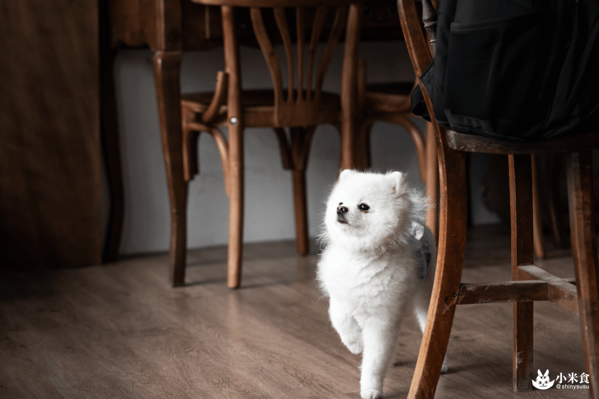 小犬咖啡店|自在溫度。內有小萌犬|台中咖啡廳推薦|東區老屋甜點 - 第4張圖