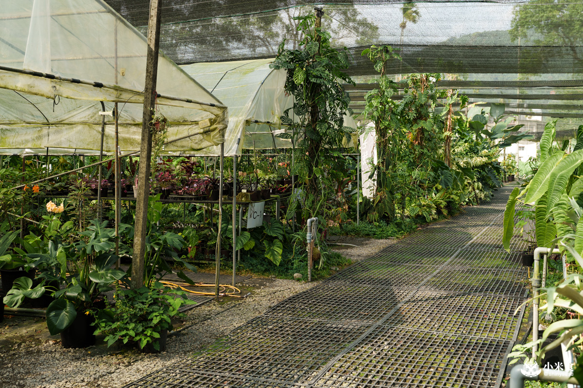 宅栽觀葉農場|療癒葉生活,2025埔里景點推薦、埔里一日遊 - 第12張圖