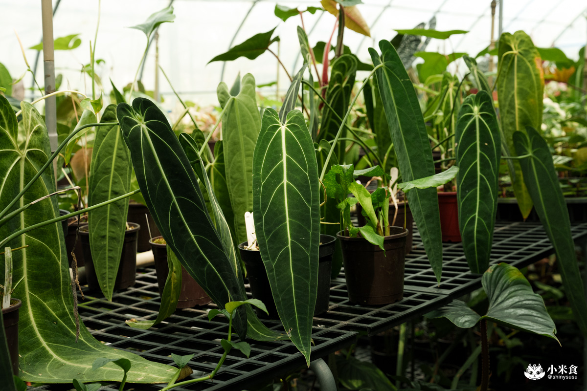 宅栽觀葉農場|療癒葉生活,2025埔里景點推薦、埔里一日遊 - 第68張圖