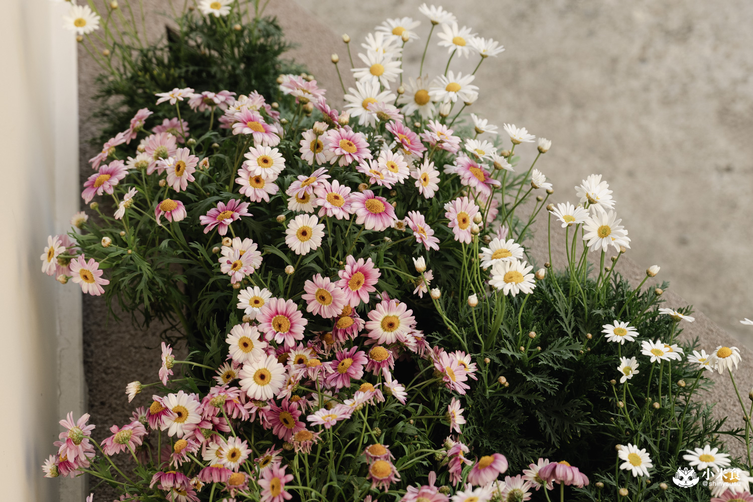 Celaffee Cafe|一秒重返摩登復古年代☕️!2026台中咖啡廳推薦,勤美誠品,向上市場美食,台中新開幕 - 第9張圖 Celaffee Cafe|一秒重返摩登復古年代☕️!2026台中咖啡廳推薦,勤美誠品,向上市場美食,台中新開幕